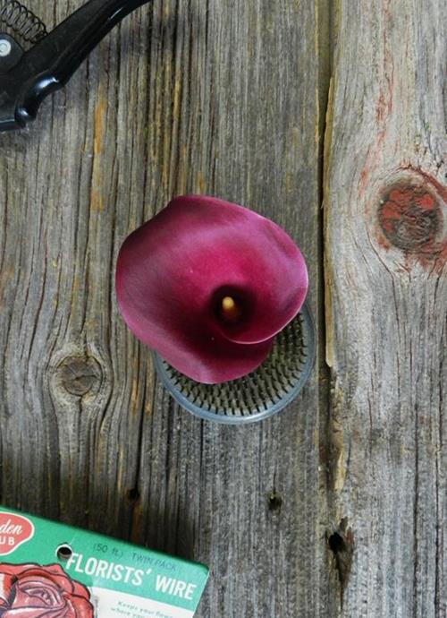 BURGUNDY MINI CALLAS